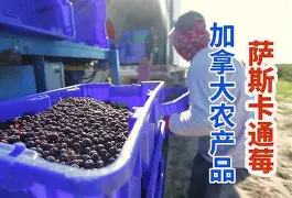 北美球队后劲惊人，逆境重重锐意前行